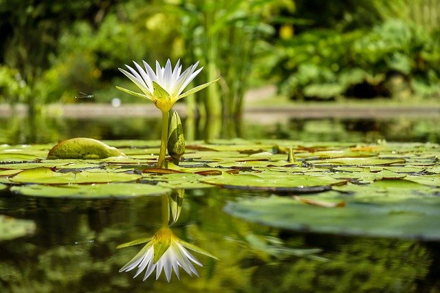 water-lily-1857350_640_pixabay