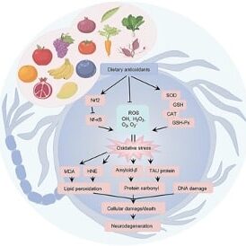 Nutrition_and_Mental_Health